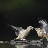 Костогри́зи