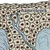 Többrétegű, el nem szarusodó hám