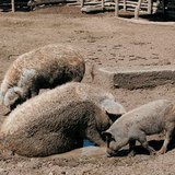Мангалиця