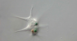 Гігантська амеба поглинає бактерію