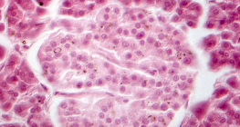 Підшлункова залоза (фазово-контрастне зображення) - клітини острівців Лангерганса світліші