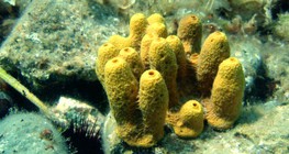 Вапнякова губка