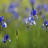 Півники сибірські