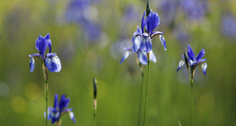 Півники сибірські