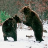 Медведі