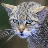 Кіт лісовий