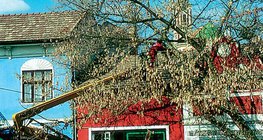Обрізка дерев