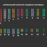 Нормальний каріотип людини