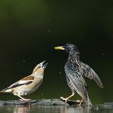 Костогри́з і шпак