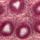 Поперечний розріз сім'яних канальців яєчка