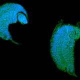 Личинка наїзника-іхневмоніда, яка паразитує на лялечці дрозофіли
