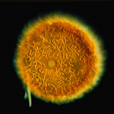 Гемула губки (Бодяга ставкова, Spongilla lacustris)