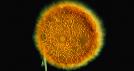 Гемула губки (Бодяга ставкова, Spongilla lacustris)