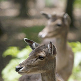 Благородний олень