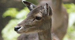 Благородний олень