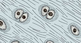 Хрящова тканина