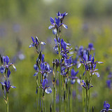 Півники сибірські