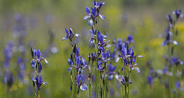 Півники сибірські