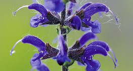 Шавлія лучна