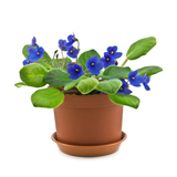 Фіалки