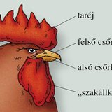 A házityúk feje