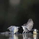 Великі синиці і кропив'янка чорноголова