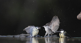 Великі синиці і кропив'янка чорноголова