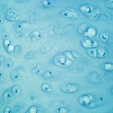 Хрящова тканина