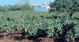 Виноградники на грунтах терра роса