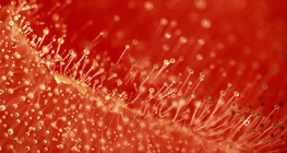 Запліснілий помідор