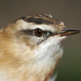 Очеретянка прудка