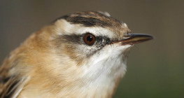 Очеретянка прудка