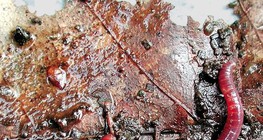 Звичайний дощовий черв'як