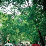Платан кленолистний