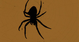 Павук-хрестовик або хрестовик звичайний