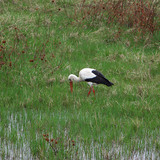 Лелека білий