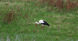 Лелека білий