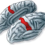 Місце в корі головного мозку, де обробляється інформація від рецепторів шкіри