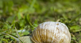 Равлик виноградний