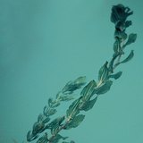 Морські водорості