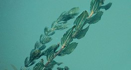 Морські водорості