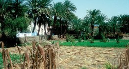 Сільськогосподарські угіддя в Єгипті