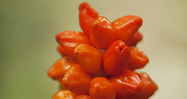 Арум плямистий