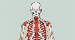 Місця формування клітин крові