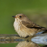 Кропив'янка, або славка