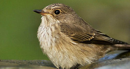 Кропив'янка, або славка