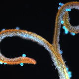 Пилок на рильці кульбаби лікарської