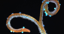 Пилок на рильці кульбаби лікарської