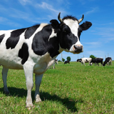 Велика рогата худоба