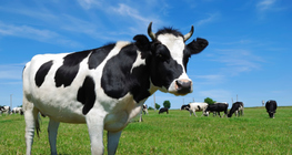 Велика рогата худоба